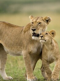 bbc:大猫日记之塔姆的故事