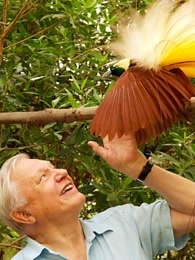 bbc:爱登堡的天堂鸟