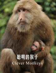BBC:聪明的猴子