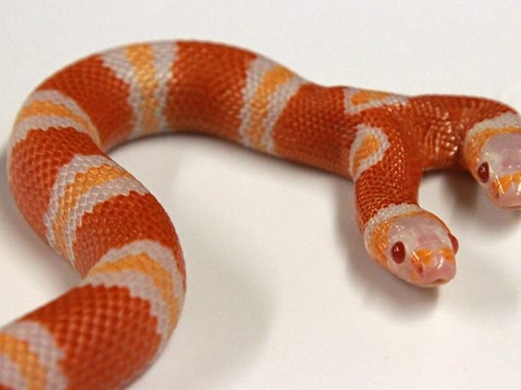 微博搜索 - 怪蛇3 - 微博